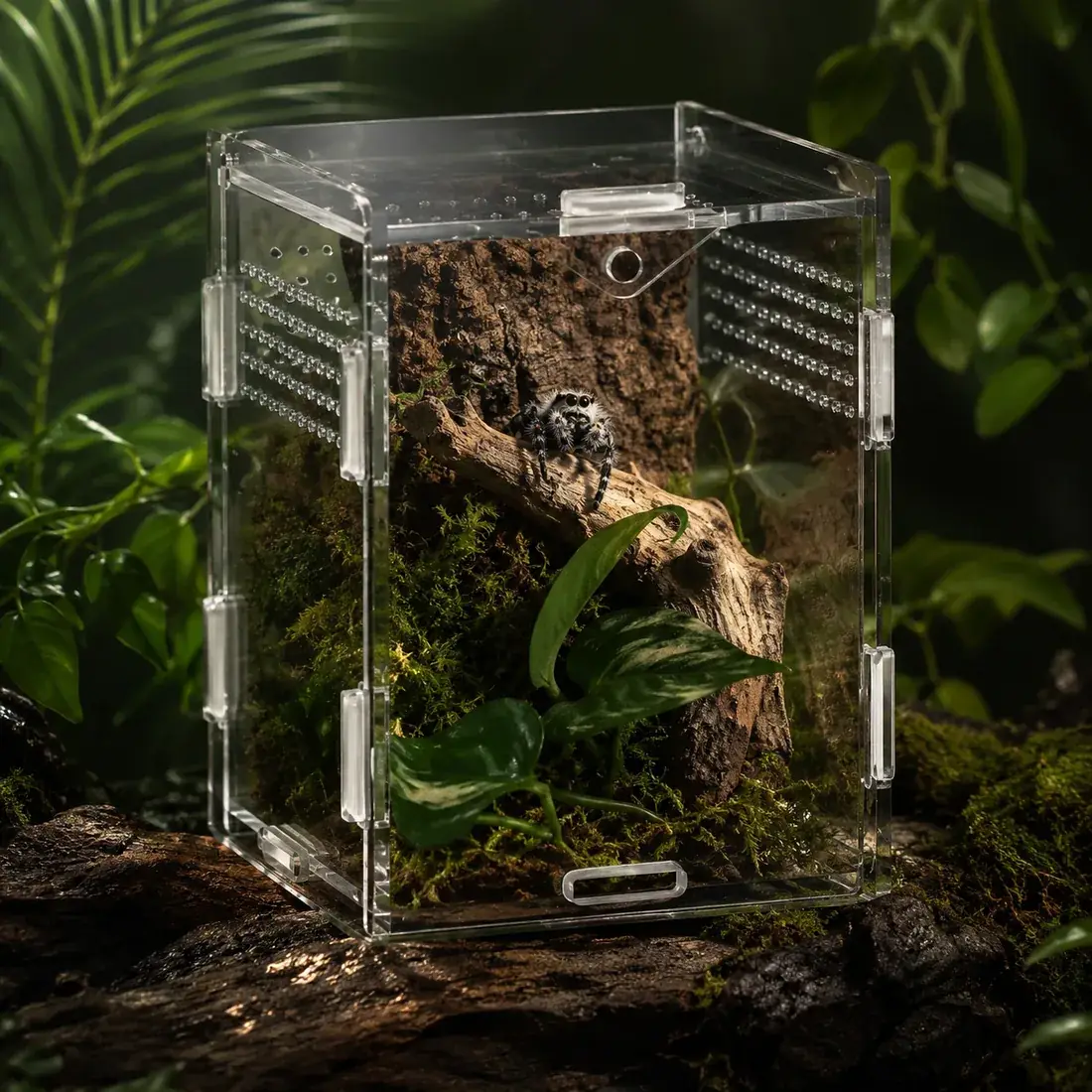 Planted acrylic cube with a deep moist substrate layer
