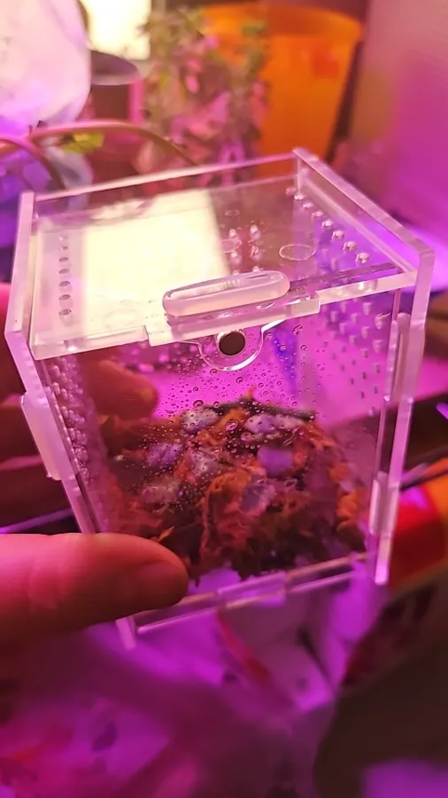 Verified buyer photo shared with a TaranTerra acrylic enclosure review by Karim B.
