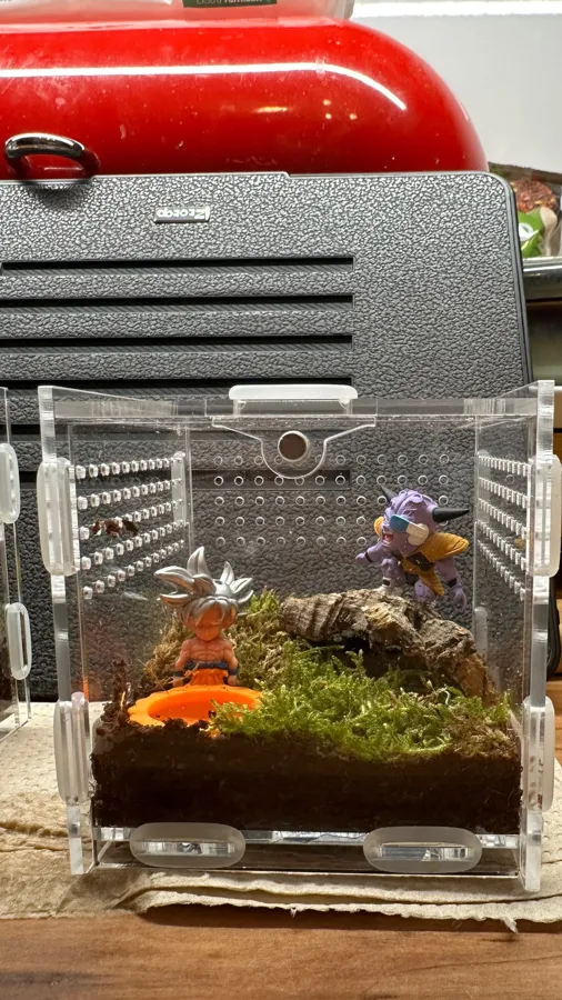 Verified buyer photo shared with a TaranTerra acrylic enclosure review by Lukas F.